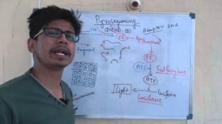 Pyrosequencing