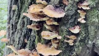 Strange Fungus on the Spiked Peak Trail