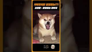 고전짤 - 개빡쳤는데 말잘듣는 강아지.