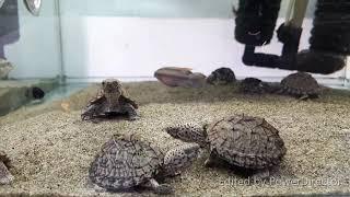 Razor backed musk turtle  ( Sternotherus carinatus ) 屋頂龜/屋頂麝香龜/剃刀麝香龜/刀背麝香龜/刀背蛋龜