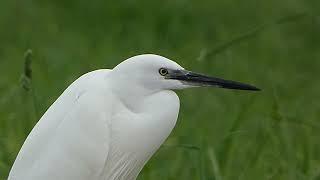 Garça-branca-pequena (Egretta garzetta)