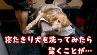 寝たきり犬の洗い方を考える　ゴールデンレトリバー