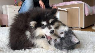 Adorable Malamute Puppy Reacts To New Dog! (He's So Cute!!)