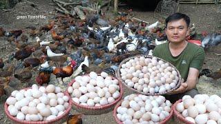 Every day I harvest hundreds of wild chicken and bird eggs. Green forest life