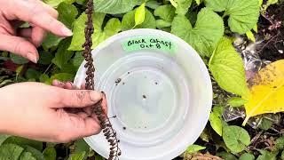 How to harvest Black Cohosh (Actaea racemosa) seeds