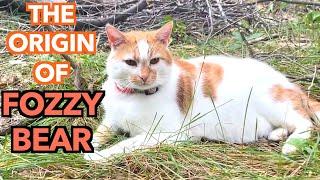 Barn Cat Origins: FOZZY BEAR