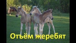 Как и когда производить отъём жеребят от кобыл.