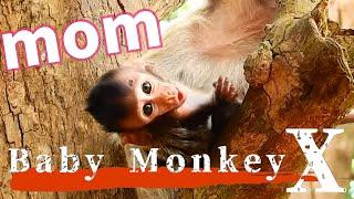 Baby Monkey Kidnapped by Young Monkey, Seeks Help from Photographer./ monpai monyet sad baby