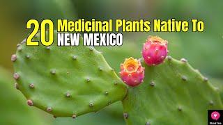 20 Medicinal Plants Native To New Mexico | Healing Plants | Blissed Zone