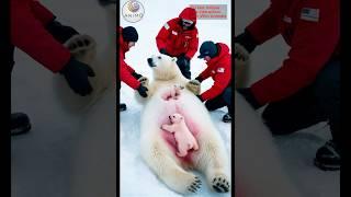 A touching story about a pregnant polar bear welcoming twins with humans' help #animals #love