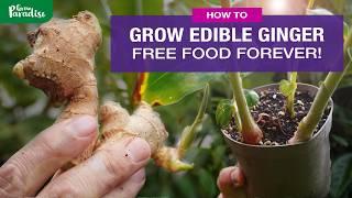 How to grow ginger for an endless harvest!