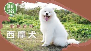 西摩犬微笑天使性格友善戇直 第一隻抵南極的狗種 動物蘋台 動物百科 果籽 香港 Apple Daily原刊日期20210408