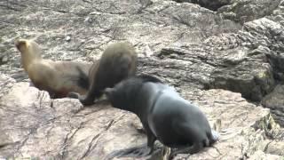 Sea Lions fight for Cape Tamar