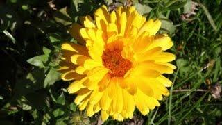 How to Grow Calendulas from Seed