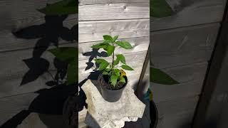 Khang Starr white Thai pepper grow in the Nederlands #plants #pepers #peppers #garden #moestuin