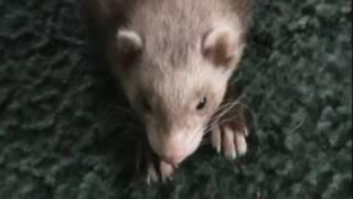 Pet Spotlight: Penelope