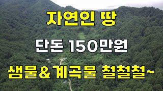 국유림 산자락 샘물&계곡물 철철철~자연인 땅 단돈150만원~속세를 떠나자 #땅집정보통