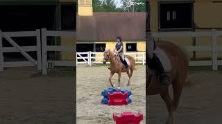honey’s canter transitions  #canter #horse #equestrian