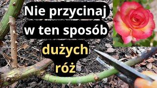 Róże parkowe i róże angielskie - kluczowe wiosenne cięcie, jak prawidłowo przycinać duże róże