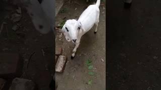 goat #trending #ytshorts #pets #feedshorts