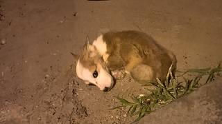 sick Corgi, tearful and curled up by the car, enduring the pain. Will the angel who helps him come?