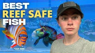 The Top 10 BEST Reef-Safe Fish (My Favorite Saltwater Fish)