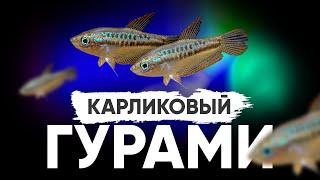 Карликовый гурами. Содержание, кормление, размножение