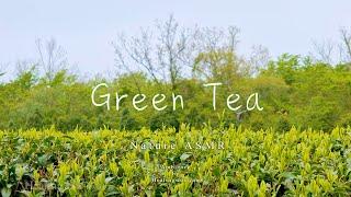 ASMR nature sounds 8 hours, Green tea field scenery, birdsong, insects