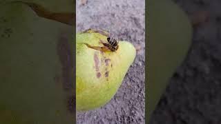 Bees and pear / Пчелы и груша #shorts