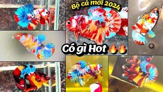 Top Siêu Phẩm mới nhất của Thanh Hải Betta 2024 có gì Hot ? Nemo Multicolor, Black Nemo,Galaxy !