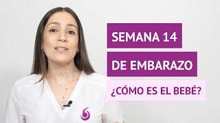 ¿Qué cambios tiene el feto en la semana 14 de embarazo?