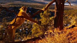 Large Cougar Released From Trap in Pine Valley Mountains