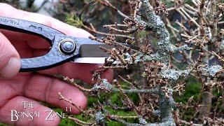 Winter Work on My Northern Bog Forest, Part 3, The Bonsai Zone, Dec 2024