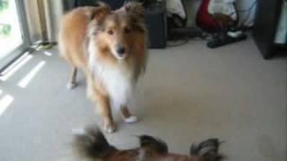 Sheltie Talk - Hear Our Shetland Sheepdogs Sing!