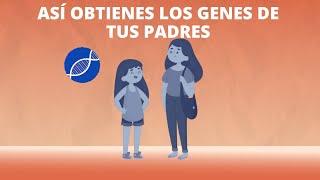 ¿Qué es la meiosis?