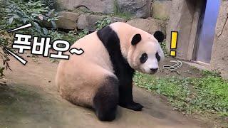 강바오 말 알아듣는 바오가족 반응 모음 Panda Reaction (러바오, 아이바오, 푸바오)