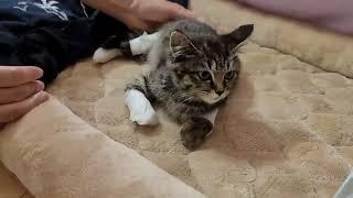 #아기길냥이 입양#대마도고양이#TSUSHIMAHaruka06/20#대마도여행#대마도카페#대마도클럽#클럽하루카#대마도노래방#대마도민박집#대마도숙소#하루카오후나에민박#한국인운영