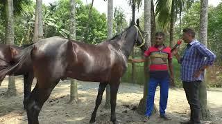 ৬১ইঞ্চি উচ্চতার মারওয়ারী তাজি টাট্ট ঘোড়া ১নাম্বার বাজীতে খেলে কেমন দামে  বিক্রি করতে চায় বিকু ভাই !