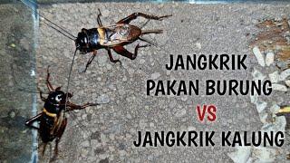 PERBEDAAN JANGKRIK PAKAN BURUNG DENGAN JANGKRIK KALUNG HASIL OBORAN _ Battlesurvival official.