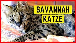 SAVANNAH KATZE - Haltung sinnvoll oder Tierquälerei?