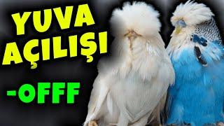 KARADENİZ ÜRETİM SHOW JUMBO MUHABBET KUŞU YUVA AÇILIŞI !