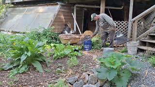 How phat Ninja Foodforest gets hot (thermophilic) compost on a regular basis