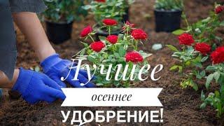 Лучшее удобрение для роз осенью.