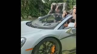 Monkeys driving McLaren  Like a boss