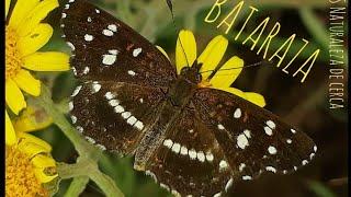 Mariposa BATARAZA (Ortilia ithra) en DS "Naturaleza de cerca"