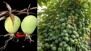 Simple method growing mango tree with onions,, why! You do not grow mango tree this way