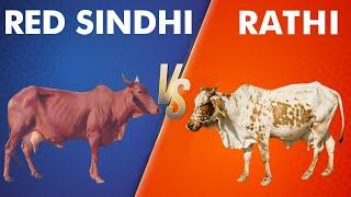 Red Sindhi vs Rathi Cow