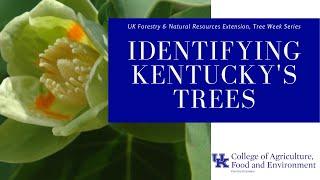 Tree Week: Tree ID