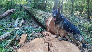 Cablage de tête de frêne débardage de 1 m #forestmen