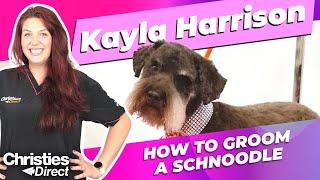 Kayla Harrison: How to Groom a Schnoodle (in a Schnauzer style)